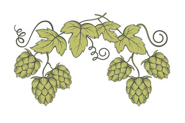 illustration of hops for brewing