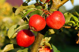 Fototapeta Storczyk - Jabłoń z dojrzałymi jabłkami