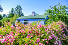 Charming Rural Cottage In Countryside With Blooming Pink Rose Bush Garden
