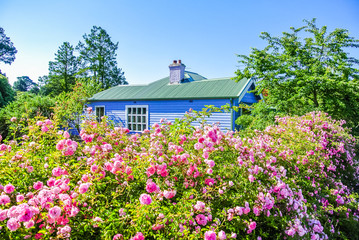 Charming rural cottage in countryside with blooming pink rose bush garden