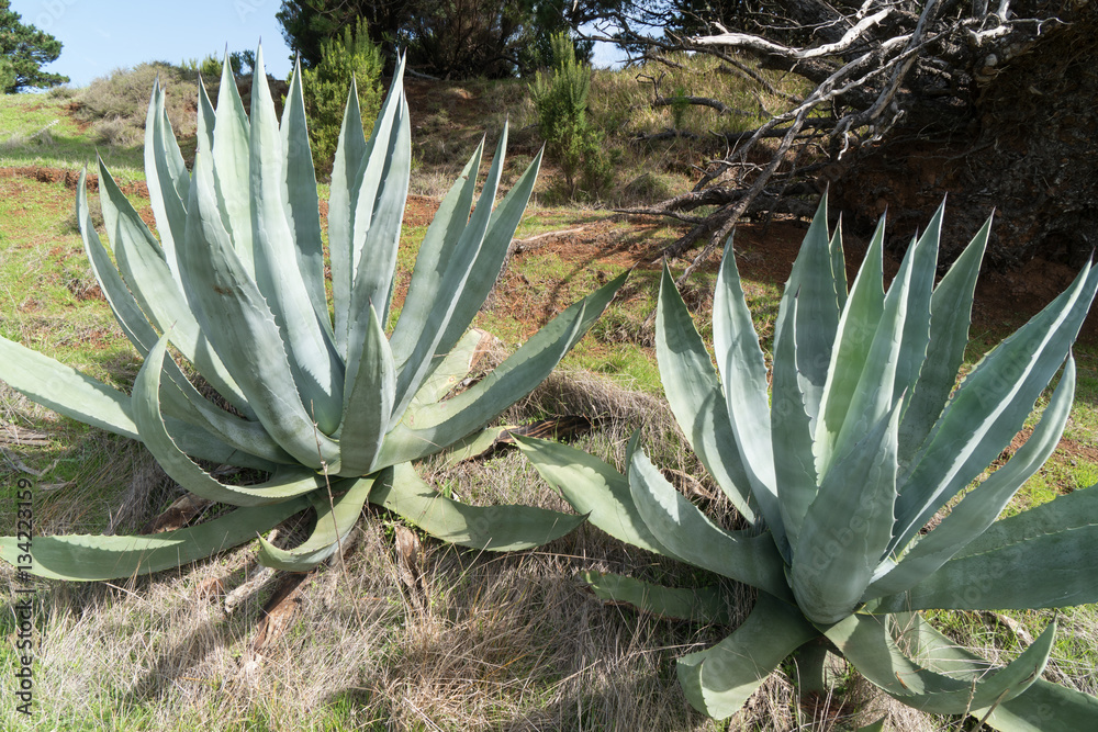 kaktus frostsicher Opuntia rubescens Kaktus 2530 cm  Feigenkaktus Ohrenkaktus winterhart  Sukkulente Zimmerpflanze