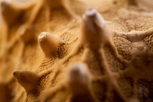 Close Up Of Seashells On Sand. 