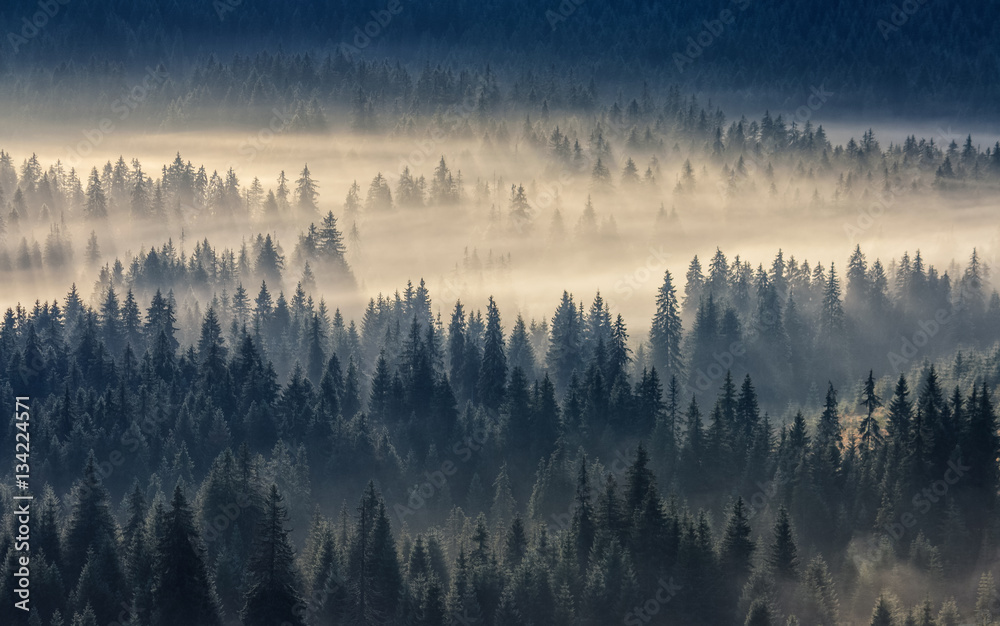 coniferous forest in foggy mountains - obrazy, fototapety, plakaty 