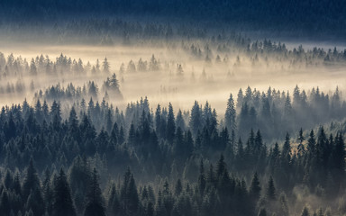 Wall Mural - coniferous forest in foggy mountains