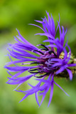 Fototapeta Maki - Mountain Bluet flower, cyanus montanus