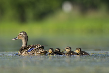 Wall Mural - Mallard Family