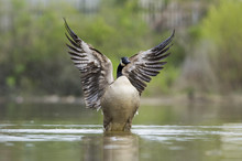 Canada Goose Flapping Wings