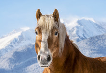 Portrait Of A Beautiful Horse