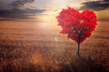 Wall Mural - red heart-shaped tree in the field against the background of a decline.
