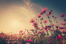 Field Cosmos Flower And Sky Sunlight With Vintage Filter.