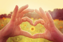 Hands Making Heart Symbol In A Field Of Sunflowers.  Instagram E