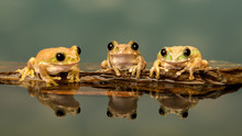 Three Peacock Tree Frogs Perched In A Row On A Stone At The Edge Of Water Showing Reflection In The Water With Blue Background.
