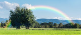 Fototapeta Tęcza - Beautiful green rice field with two big trees with rainbow.