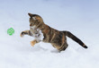 cheerful striped kitten jumps for the ball on white snow in winter