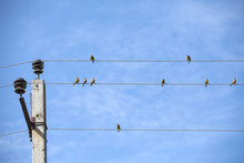 Little Birds Sitting On The Wires