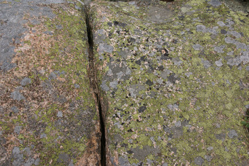 Poster - Lichen & moss on pink granite