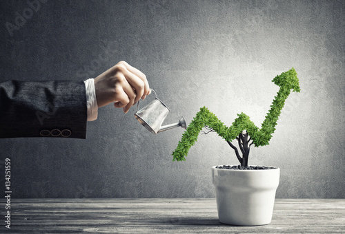 Fotomural Concept of investment income and growth with tree in pot
