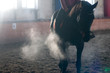 Horse portrait exhale in manege