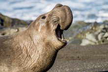 Call Of The Elephant Seal
