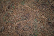 nature background of pine needles on a forest floor
