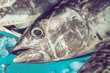Tuna head at fishmarket