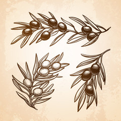 Canvas Print - vector illustration of olive branch