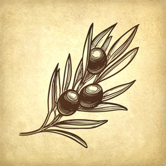 Canvas Print - vector illustration of olive branch