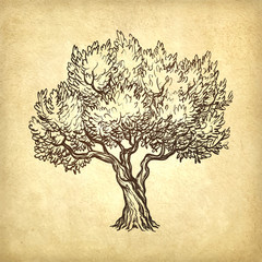 Wall Mural - vector illustration of olive tree