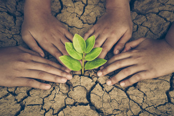 Hands of young people looking after a young green plant growing on dry, cracked ground. Protect nature