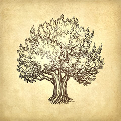 Wall Mural - vector illustration of olive tree