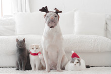 Shar Pei Dog And Three Cats Dressed For Christmas