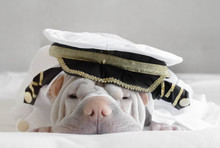 Shar Pei Dog Dressed As A Captain