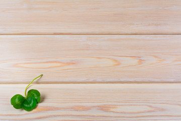 Closeup shamrock setup on rustic wooden background