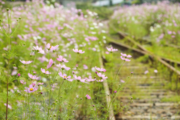 beautiful colored cosmos