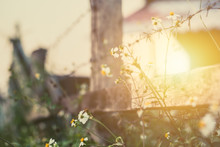 Beautiful Flower At The Fence Around Countryside Farm Morning Sunset Vintage Color Tone
