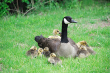 Canada Goose Mother And Young Goslings On The Green Meadow