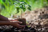 Man hand planting young tree on black soil as save world concept