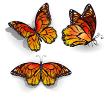 Set Of Orange Butterflies Monarchs