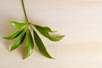 Araliaceae leaf isolated on wooden board with blank text copy sp