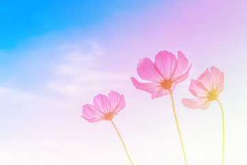 beautiful cosmos flower and blue sky background with pastel vint