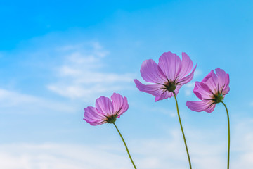 Wall Mural - Beautiful cosmos flower with blue sky background