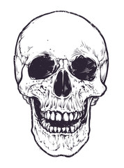 Wall Mural - Anatomic Skull Vector