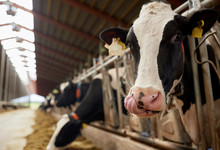 Herd Of Cows Eating Hay In Cowshed On Dairy Farm