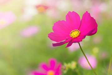 Wall Mural - Beautiful cosmos flower in garden with sunlight