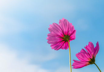 Wall Mural - Beautiful cosmos flower with blue sky background