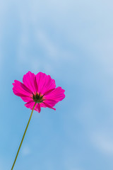 Wall Mural - Beautiful cosmos flower with blue sky background