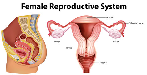 Wall Mural - Diagram showing female reproductive system