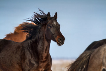 Naklejka na meble Horse portrait in motion in herd at winter day