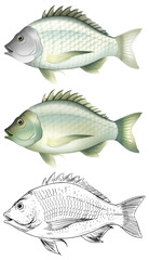 Wall Mural - Different drawing of the same fish