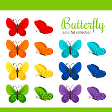 Colorful Butterfly Collection Vector Illustration. Spring Butterflies Isolated On White Background
